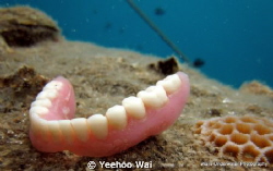 A gift from the snorkeler above..... by Yeehoo Wai 